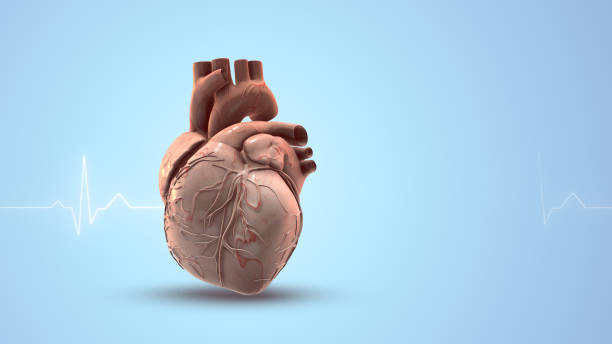 istock Human heart with a heartbeat traces 1773941792
