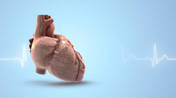 istock Human heart with a heartbeat traces 1773941793