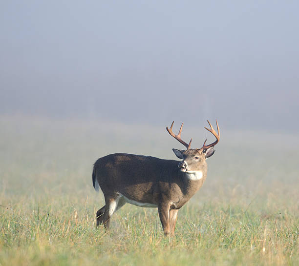 istock Whitetail buck lip curl 177394198