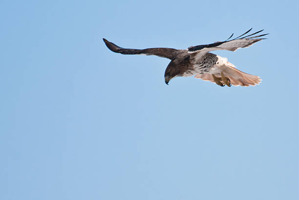 bútio-de-cauda-vermelha mergulho na presa - red tailed boa - fotografias e filmes do acervo