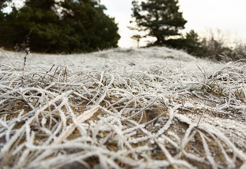 Landscape of grass on a lawn covered with frost.