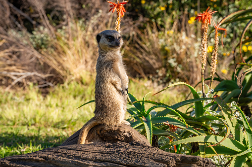 Meerkat in the open veld