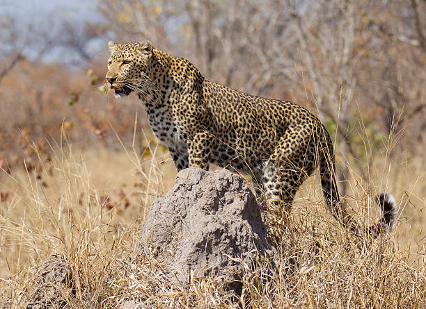 istock Leopard on termite mound, South Africa 177394746