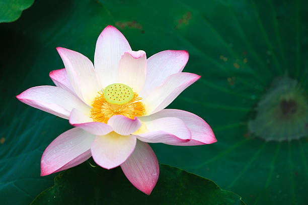 istock Lotus with yellow stamen 177394758