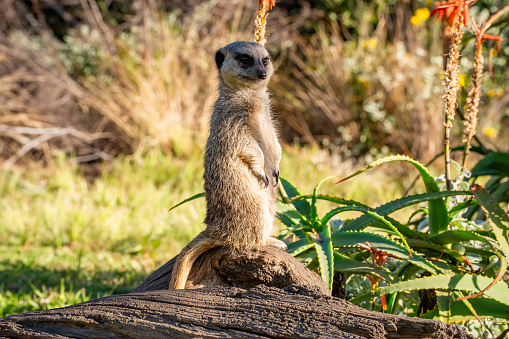 This image shows a wild meerkats relaxing and basking in the sun.