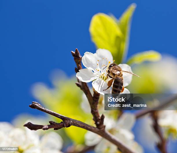 Biene Auf Frühjahr Apple Blossom Stockfoto und mehr Bilder von Apfel - Apfel, Biene, Apfelbaum