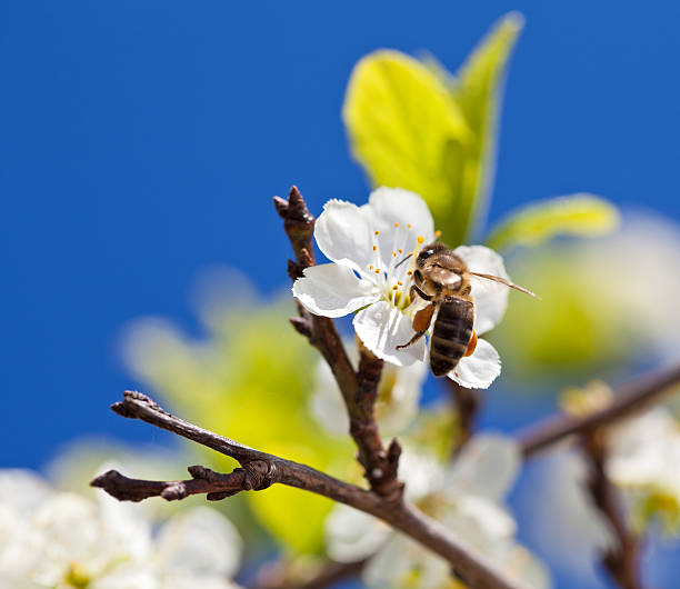 ハナバチ春のアップルブロッサム - clear sky flower part flower macro ストックフォトと画像