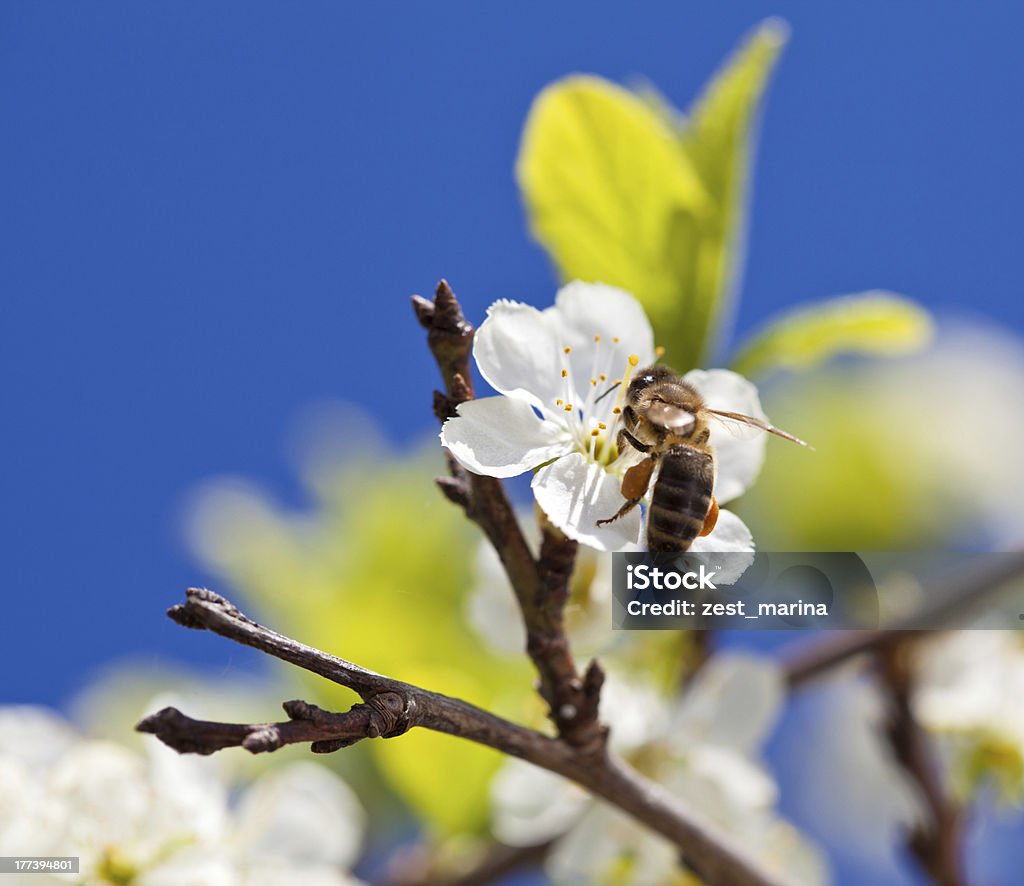 Pszczoła na wiosnę Kwiat jabłoni - Zbiór zdjęć royalty-free (Jabłko)