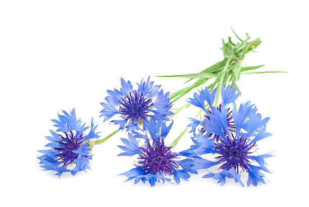 istock Beautiful blue cornflower isolated on white background 177394839