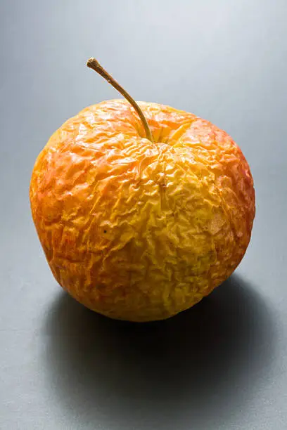 "Whole, overripe, wrinkled old apple on neutral gray background."