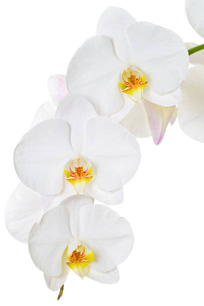istock Close-up of white orchids flowers 177394944