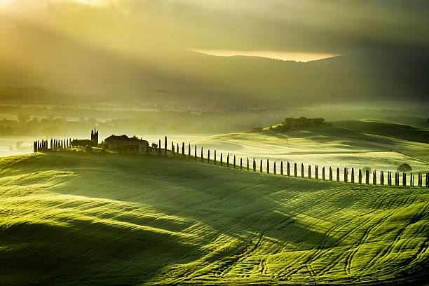 amanecer en san quirico d'orcia - italian cypress tree cypress tree sunlight fotografías e imágenes de stock