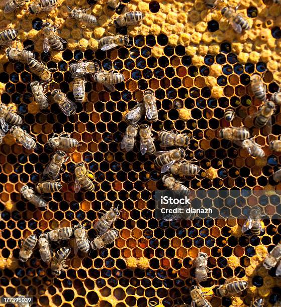 Foto de Mel E Abelhas Trabalhando e mais fotos de stock de Abelha - Abelha, Abelha Melífera, Amarelo