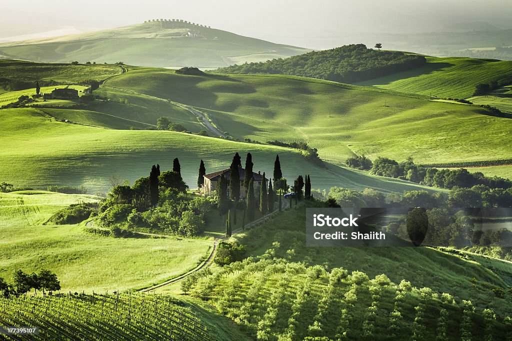 Landscape view of green olive groves and vineyards Farm of olive groves and vineyards. Tuscany Stock Photo