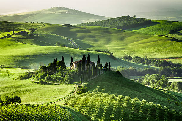 Landscape view of green olive groves and vineyards Farm of olive groves and vineyards. italian cypress stock pictures, royalty-free photos & images