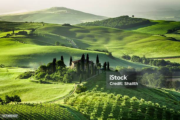 Landscape View Of Green Olive Groves And Vineyards Stock Photo - Download Image Now - Tuscany, Italy, Vacation Rental