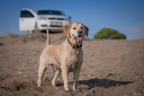 Happy labrador retriever dog playing  in Sand