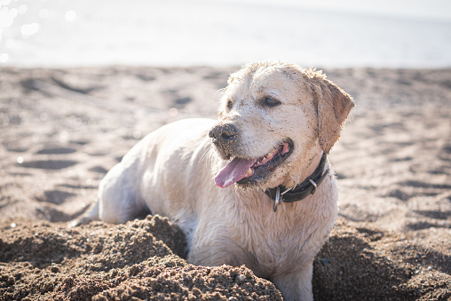 A Golden Retriever digging a hole in the sand at the beach in summer