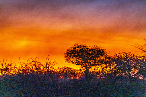 Sunset view over the Savannah in Nambiti private game reserve in South Africa. High quality photo