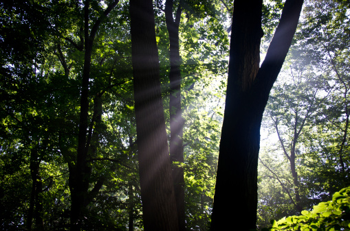 Sunbeams in the Forest