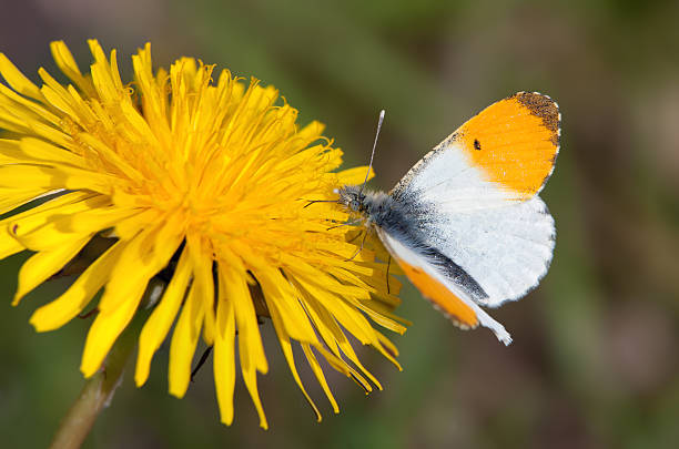 Male Orange Tip butterfly (Anthocharis cardamines) Male Orange Tip butterfly (Anthocharis cardamines) anthocharis cardamines stock pictures, royalty-free photos & images
