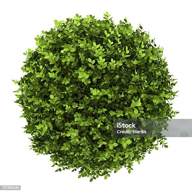 Top View Of Dwarf English Boxwood Isolated On White Background Stock Photo - Download Image Now