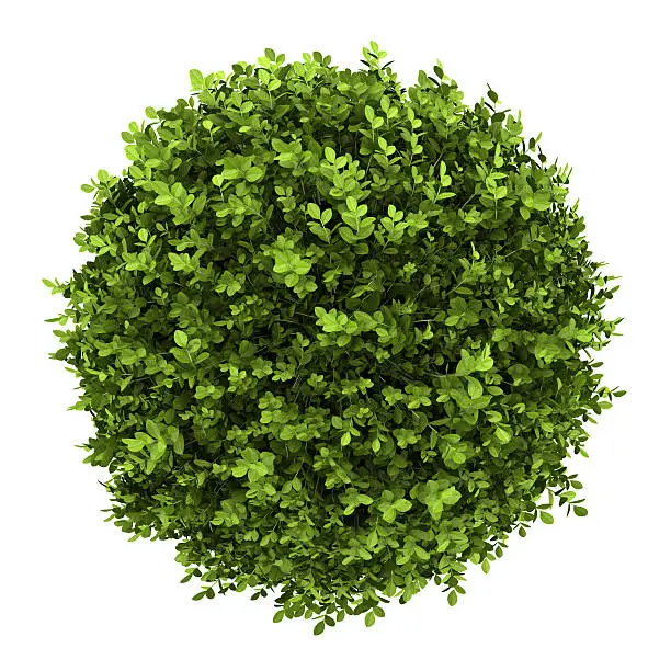Photo of top view of dwarf english boxwood isolated on white background