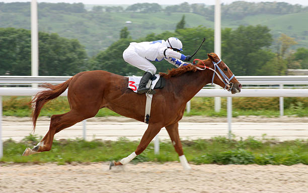 勝者ます。 - horse horse racing animal head horseracing track ストックフォトと画像