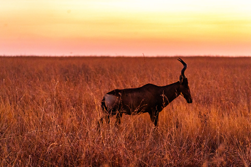 Sunset view over the Savannah in Nambiti private game reserve in South Africa. High quality photo