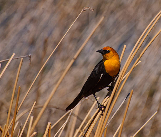 Yellow-headed blackbird stock photo