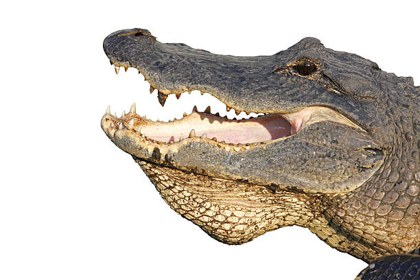 istock Head of an American alligator isolated on white 177395603