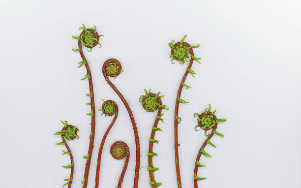 Deer Fern Fiddleheads