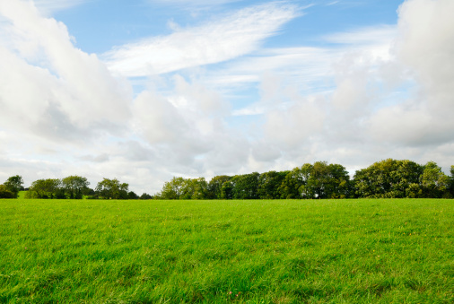 Blue sky and are trees on the meadow