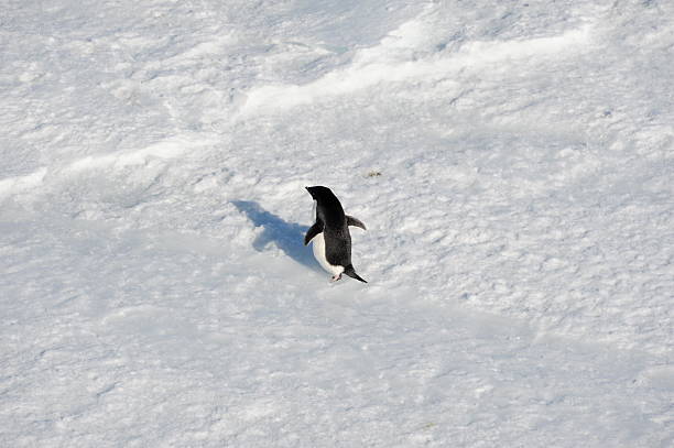 istock Adelie Penguin and its shadow 177395760