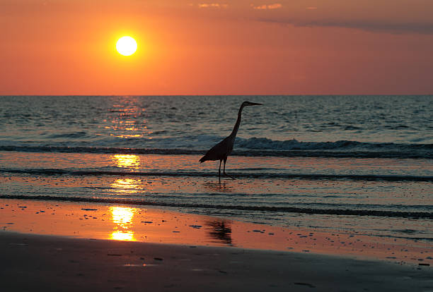 Heron at Dawn stock photo