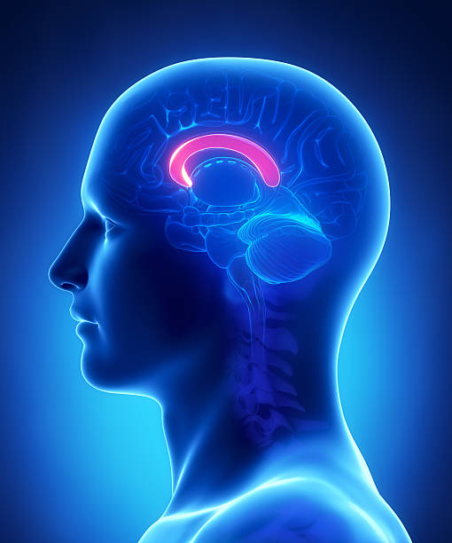 Brain  CALLOSUM CORPUS anatomy - cross section stock photo