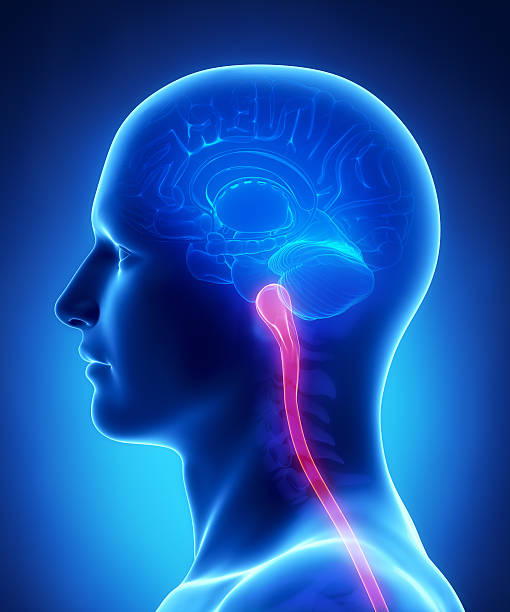 뇌 구조 숨뇌 및 척수-단면도 - medulla oblongata 뉴스 사진 이미지