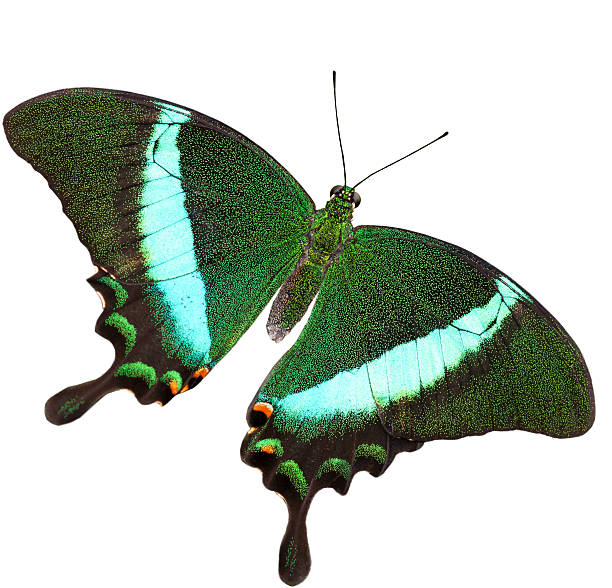 istock Beautiful butterfly - isolated on white background 177396108