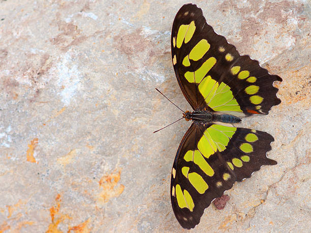 istock Beautiful butterfly - isolated on white background 177396110