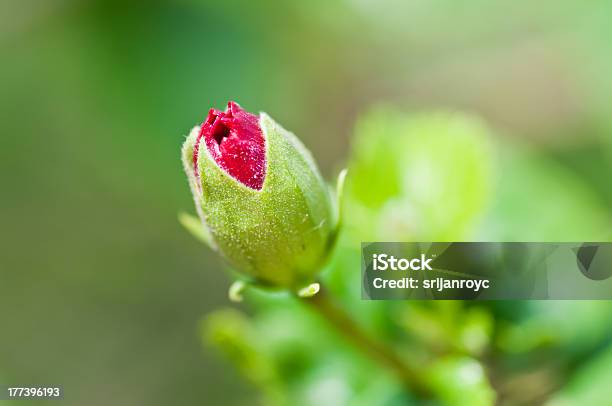 Roter Hibiskus Blume Bud Grüne Stängel Blätter Isoliert Defocussed Hintergründe Stockfoto und mehr Bilder von Blatt - Pflanzenbestandteile