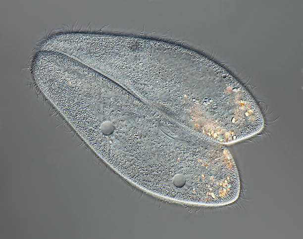 paramecium caudatum conjugation - paramecium 뉴스 사진 이미지