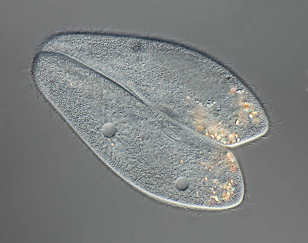 Paramecium caudatum Conjugation "focus to conjugationdifferential interference contrastPlease keep in mind the special requirements of a micro photo. Motion blur of live specimen, very shallow depth of field, chromatic aberration and uneven focus are inherent in light microscopy." ciliophora stock pictures, royalty-free photos & images