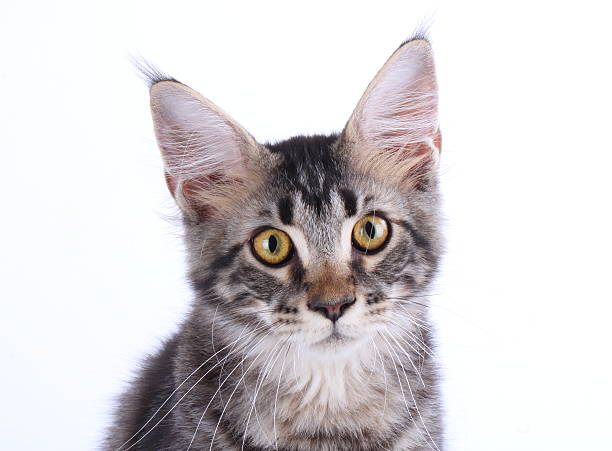 istock Close-up: Maine Coon cat in front of white 177397277