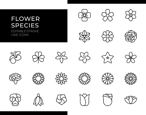 Flower Species Line Icon Set includes essential icons like 'Rose,' 'Sunflower,' 'Tulip,' 'Lily,' and 'Daisy.' Editable stroke for easy customization.