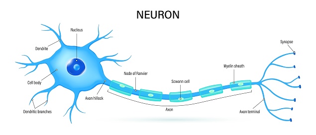 Neuron anatomy vector. Nerve cell diagram. Axon, dendrites and synapse.