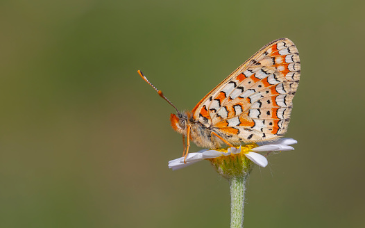 red butterfly on daisy, Steppe Fritillary, Euphydryas orientalis