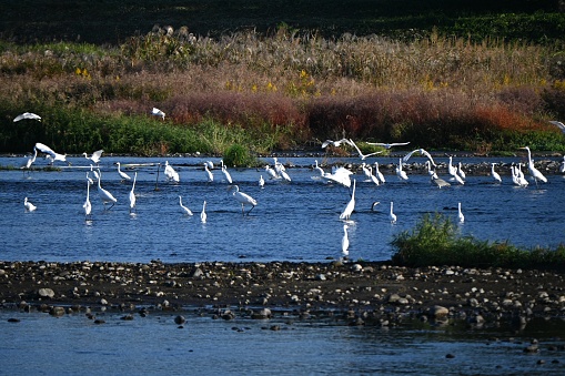 A flock of white egrets fly in the river. The bird background material.