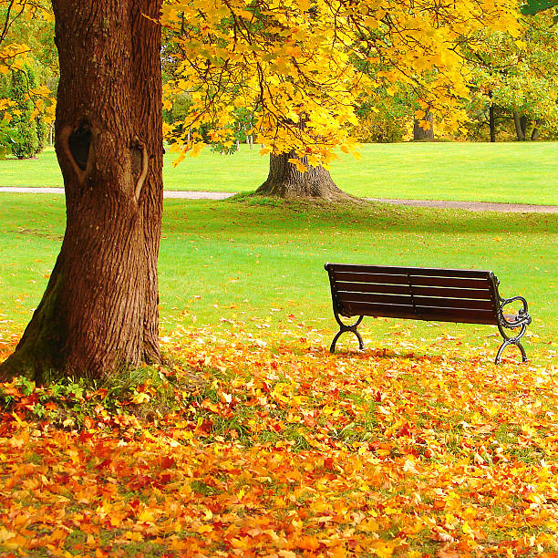 istock City park in autumn 177398946