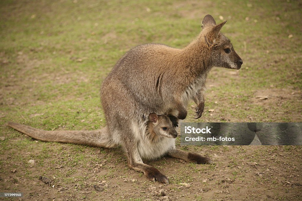 Marsupio con bambino - Foto stock royalty-free di Animale