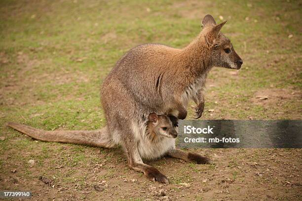 Marsupio Con Bambino - Fotografie stock e altre immagini di Animale - Animale, Animale femmina, Animale in cattività